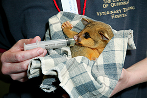 Vet Tech student nursing possum