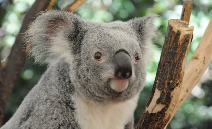 Koala populations have declined rapidly in south-east Queensland