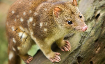 Spotted Tail Quoll