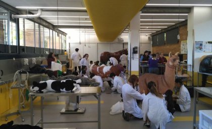 Veterinary Science students in equine emergency and critical care practical.