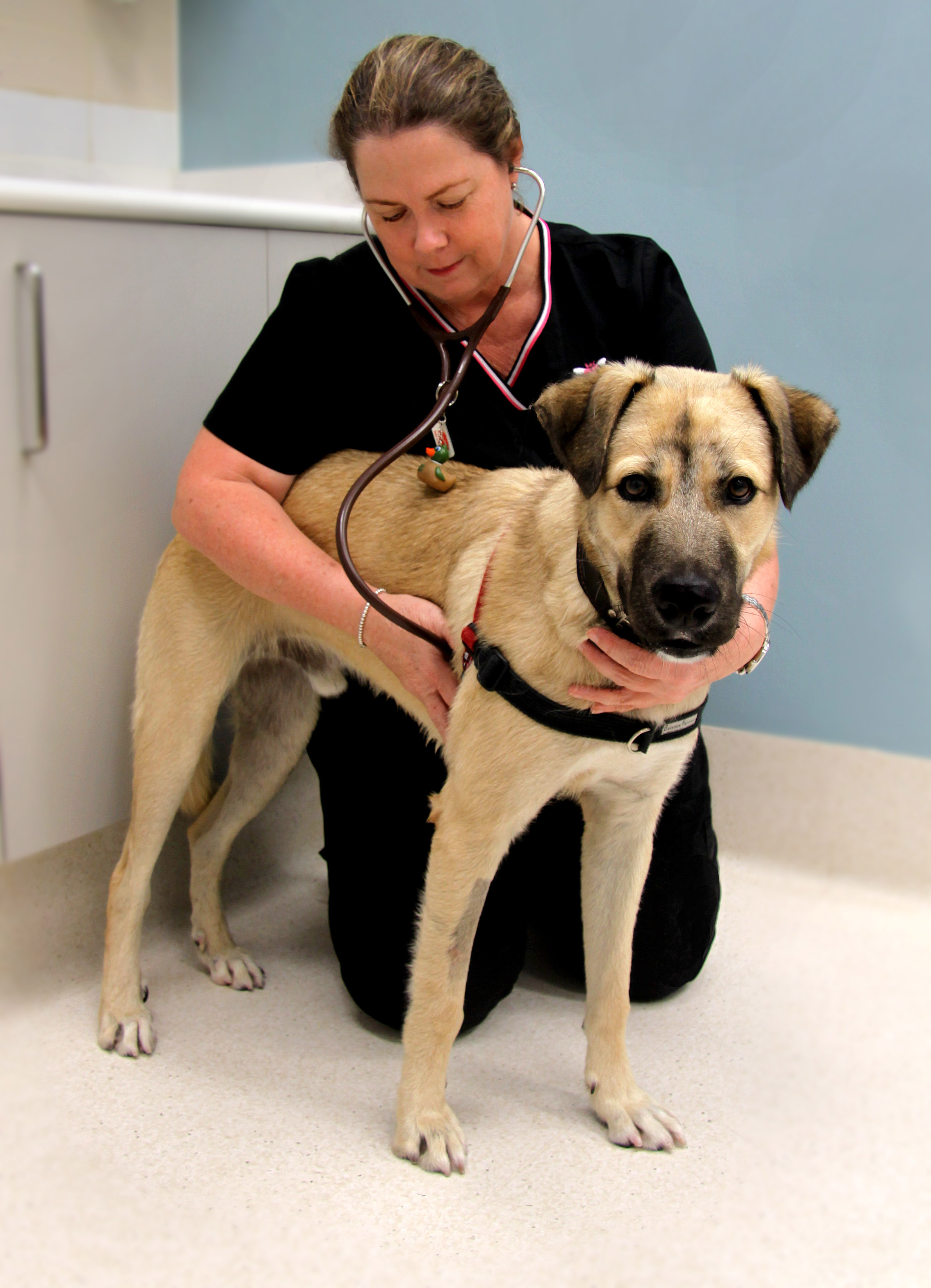 Trish Farry checking dog with stethoscope