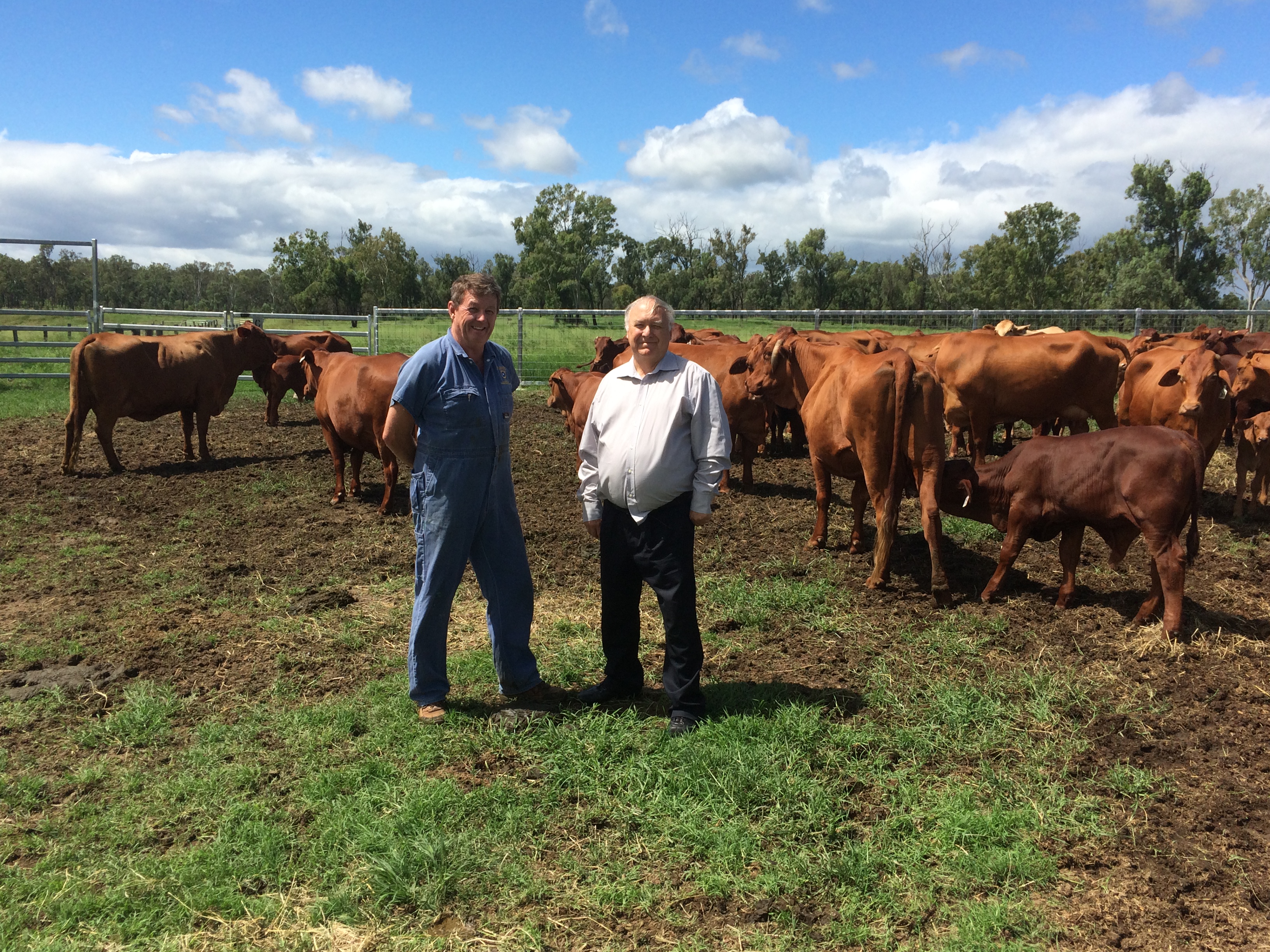 Slow release cattle contraceptive