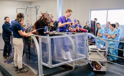 Horse on treadmill with UQVets