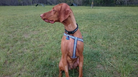 Louis Hungarian Vizsla