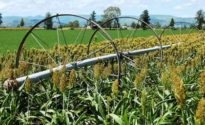 Sorghum crop