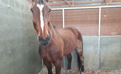 Horse standing in Agribedding