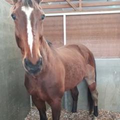 Horse standing in Agribedding