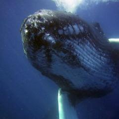 Humpback whale in ocean