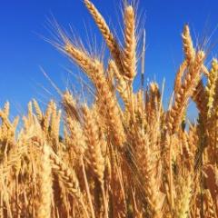 Australian wheat