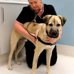 Trish Farry checking dog with stethoscope