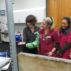 Dr Paula Parker sharing her wisdom while having fun with UQ veterinary students